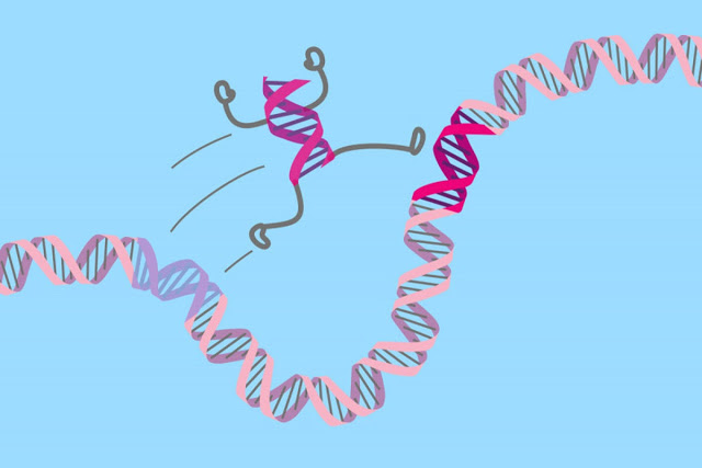 فرضية جديدة في نظرية التطور تشرح لماذا تتحرك الجينات على الكروموسومات