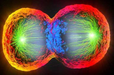 الانقسام الخلوي انقسام الخلية الخلياا الحية بدائيات النوى الانشطار الثنائي حقيقيات النوى كائنات حية بسيطة بغشاء خلوي واحد ودون تقسيم داخلي