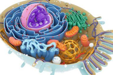 ما هو تركيب الهيكل الخلوي مم يتشكل الهيكل الخلوي للخلايا الحية الجسيمات المركزية الأنابيب المجهرية حقيقيات النواة السياط الأهداب