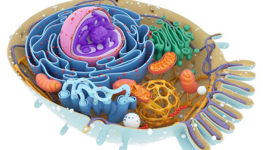 ما هو تركيب الهيكل الخلوي ؟