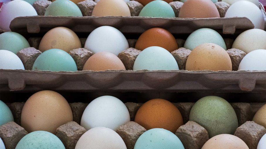 بيض دجاج أبيض وبني وأخضر؛ ما الفرق بينها؟