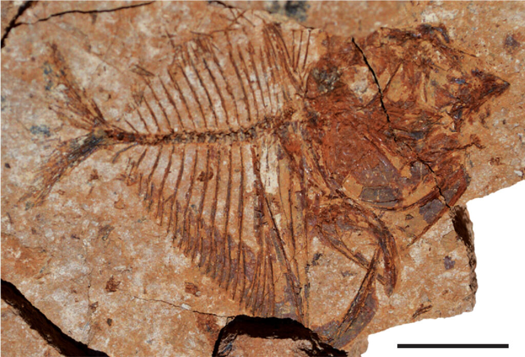 اكتشاف أحفورة سمكة مصرية عمرها 56 مليون عام -توثيق اكتشاف بقايا لحفريات فقارية مصرية من رواسب يرجع عمرها إلى 56 مليون سنة - سمكة القمر 