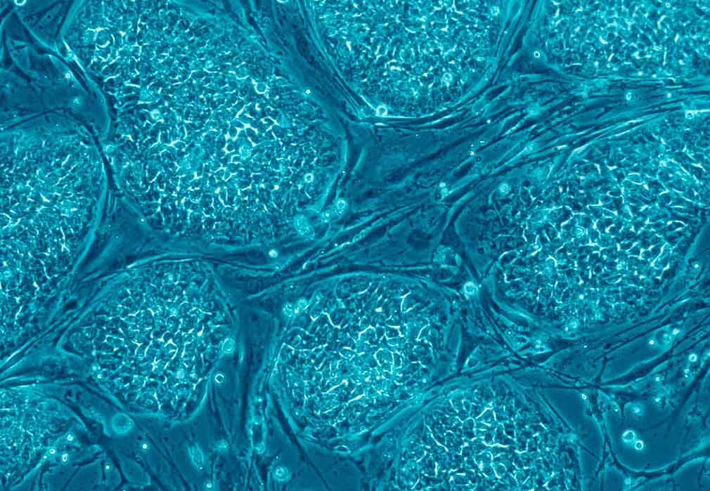 خلق كبد بشري صغير بواسطة الخلايا الجذعية