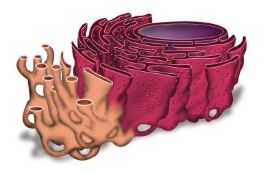 ما هي الشبكة الإندوبلازمية الخشنة في الخلية تخليق البروتينات أجهزة جولجي نواة الخلية الخلايا الحيوانية الريبوسومات الكولاجين صنع البروتين
