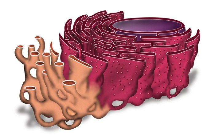 ما هي الشبكة الإندوبلازمية الخشنة في الخلية ؟