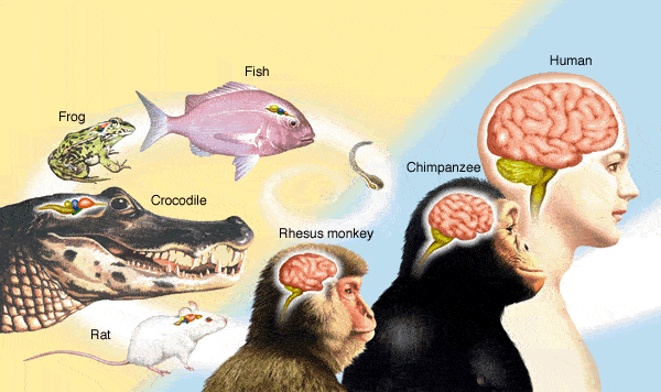 ما هي أهمية الحجم في تطور الدماغ؟