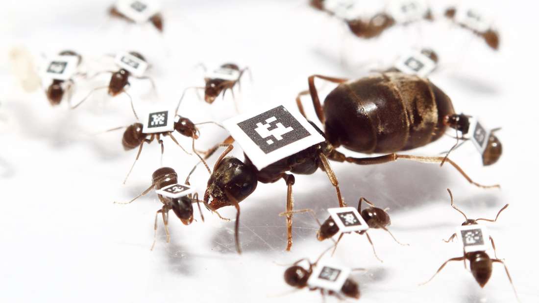 يغير النمل سلوكياته لمقاومة الأمراض الوبائية