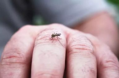 كيف يمكن أن يستشعر البعوض وجود ثاني أكسيد الكربون أو العرق المتسرب من البشر؟ كيف يجد البعوض البشر حتى لو قاموا بالاختباء؟