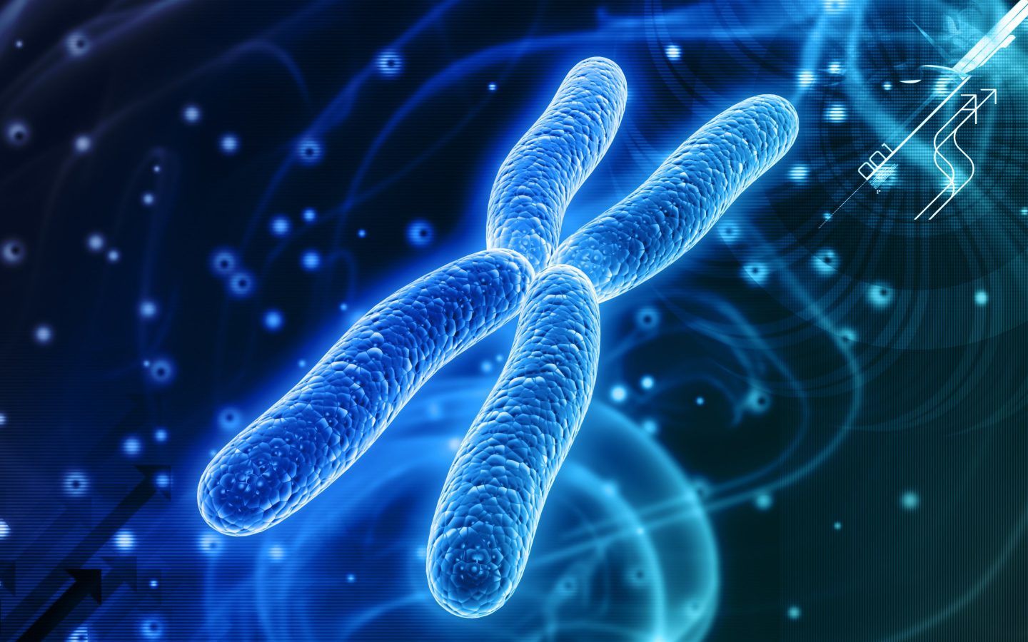 الكروموسوم الثاني عند الانسان ودلالته التطورية