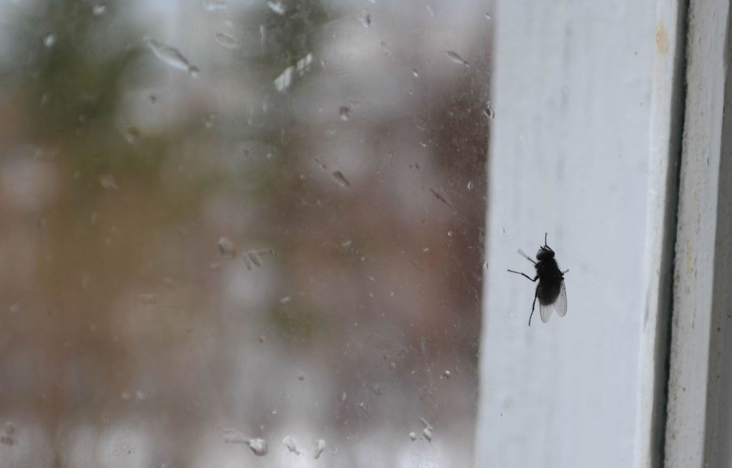 كيف يسير الذباب تسير الحشرات على الأسقف والجدران والنوافذ دون أن تنزلق؟