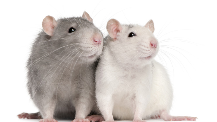 علاج جديد يعكس تأثير إدمان الكوكايين في الفئران