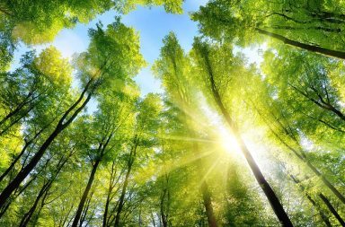 كيف ستستجيب غابات المستقبل لتغير المناخ؟ بماذا تفيدنا دراسة التسلسل الزمني للأشجار وما العوامل التي تستخدمها هذه الدراسة؟