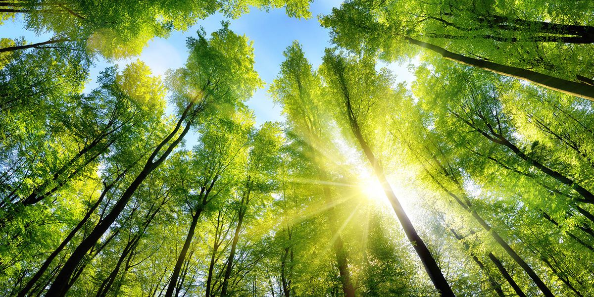 ستصبح أشجار الغابات في المستقبل أصغر وأقل قدرة على إزالة للكربون!