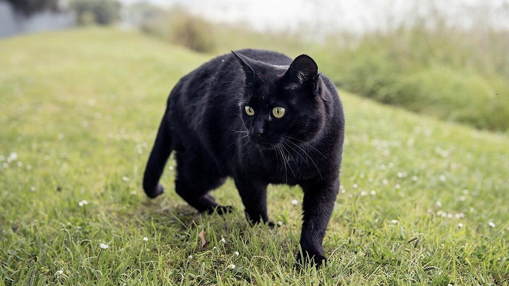 لماذا تعتبر القطط السوداء نذير شؤم؟