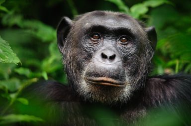 لاحظت مجموعة من العلماء استخدام أنثى إحدى قرود الشمبانزي نوعًا من مسكنات الألم الطبيعي لوضعها على جرح صغيرها في سابقة من السلوكيات الاجتماعية للقردة