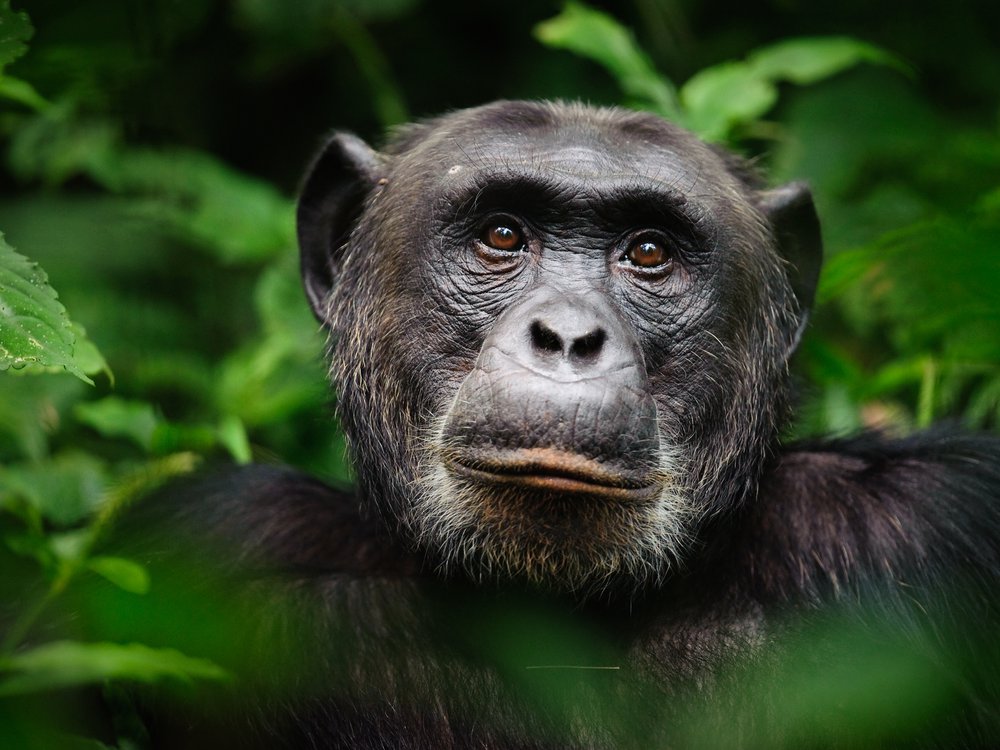 الشمبانزي تستخدم الحشرات لتسكين آلام بعضها، في سلوك لم يسجل من قبل