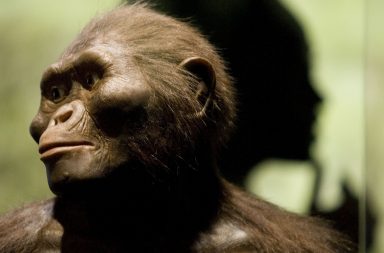 اكتشاف جديد لأحفورة قرد يمكن أن تفسر كيف بدأ البشر الأوائل المشي على قدمين العصر الحديث الوسيط (الميوسيني -Miocene) القردة العليا والبشر