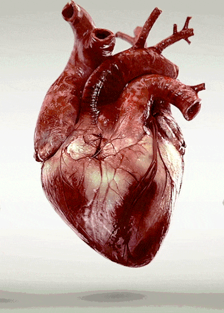 صورة متحركة تمثل نبض القلب
