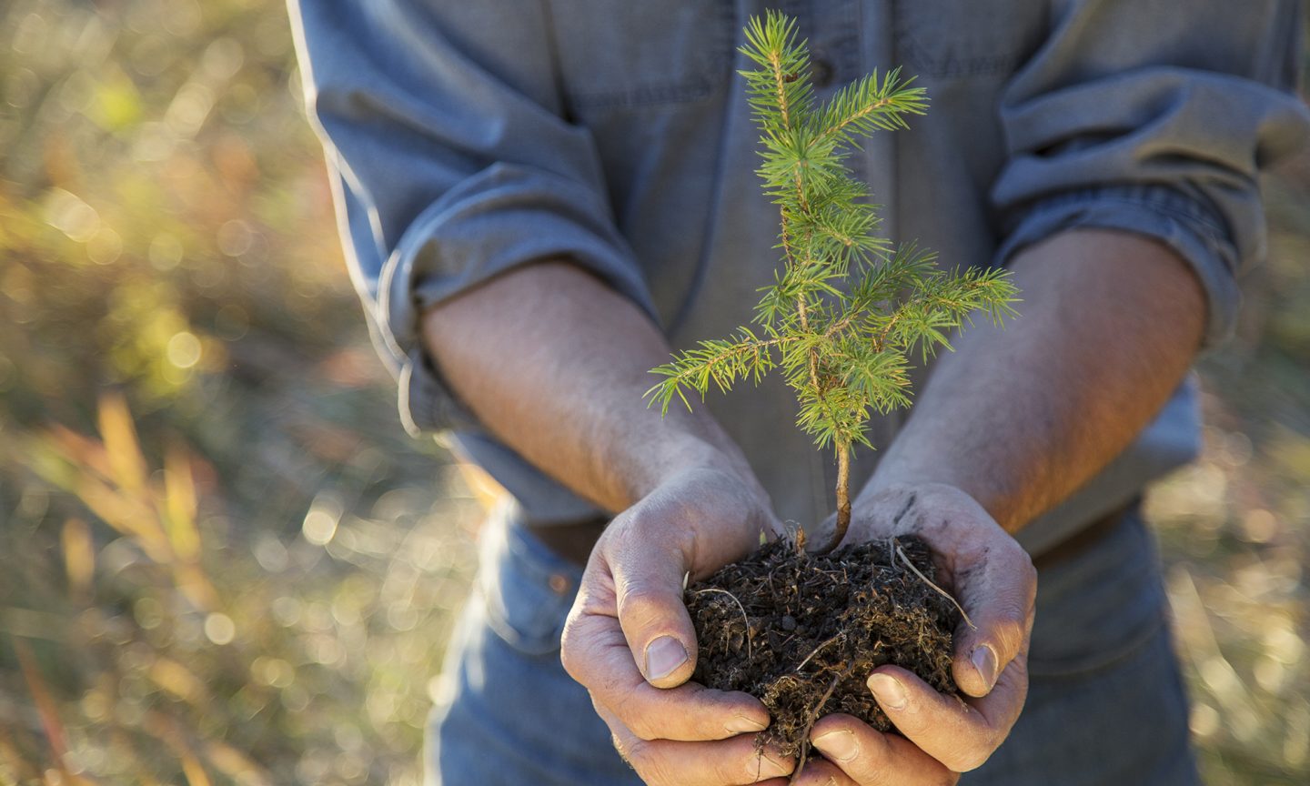 زراعة الأشجار في الأماكن الخطأ قد يزيد من الاحتباس الحراري