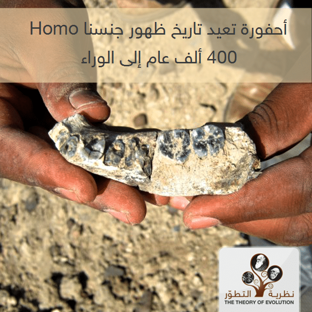 أحفورة جديدة تعيد زمن ظهور جنسنا Homo أربعمئة ألف عام إلى الوراء