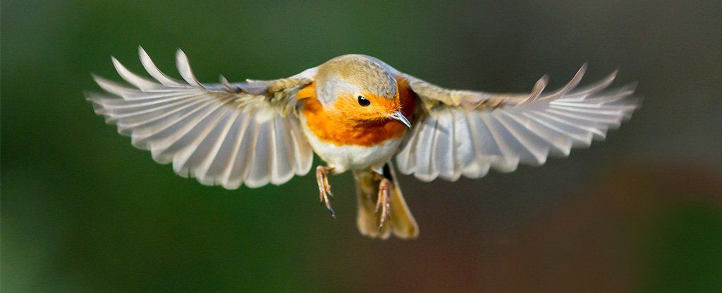 كيف يمكن للطيور أن ترى المجال المغناطيسي للأرض؟