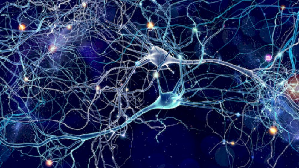 كيف يربط الدماغ بين اﻷحداث لتشكيل الذاكرة؟