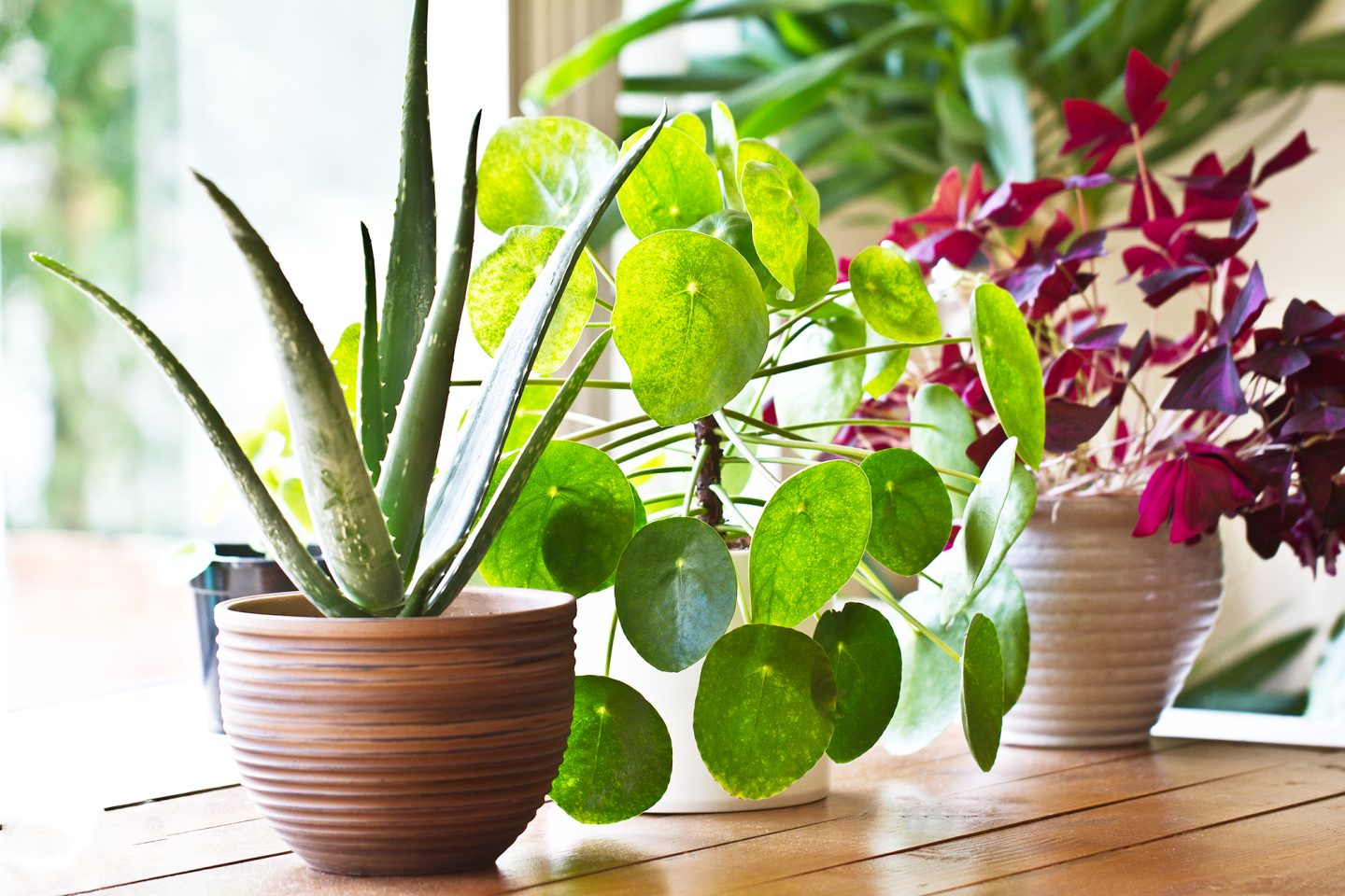تستطيع النباتات تنظيف الهواء من المواد الكيميائية السامة خلال ساعات