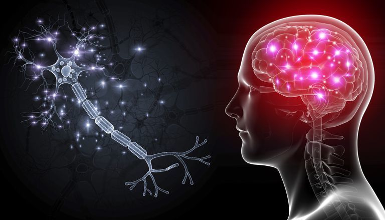 وجد العلماء الطريقة التي تستطيع الخلايا العصبية خلالها نقل المعلومات إلى عدة أجيال