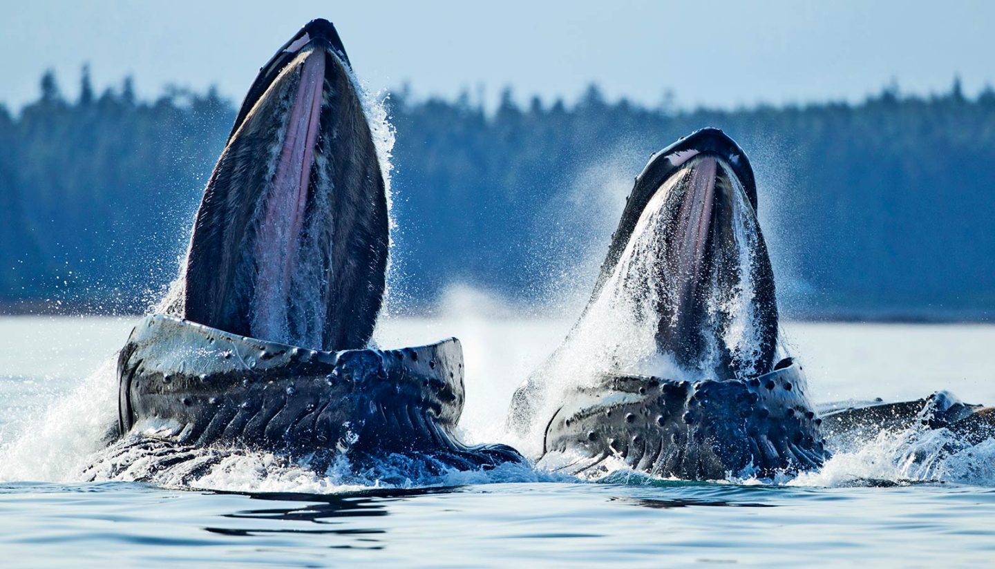 الحيتان تتعلم تلحين أغانيها، لكن ليس من الحيتان الأخرى!