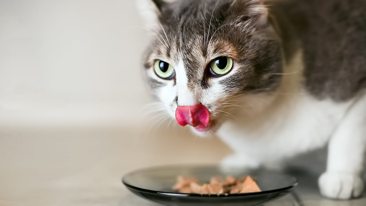 ماذا تفعل حين تمتنع القطط عن تناول الطعام؟