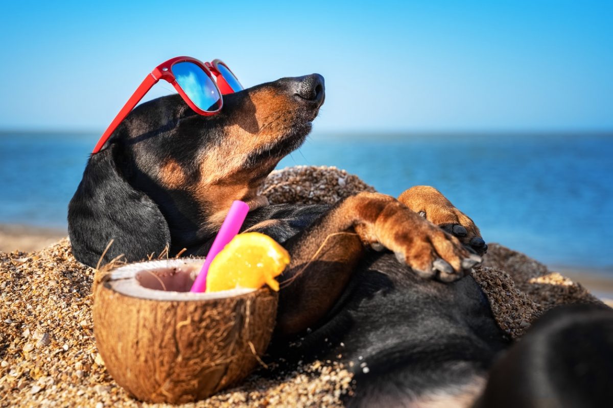 ما هي «أيام الكلب» الصيفية؟