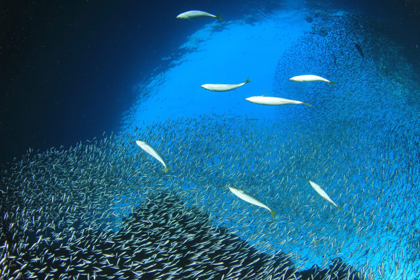 ماذا سيحدث لو اختفت الأسماك من المحيطات؟