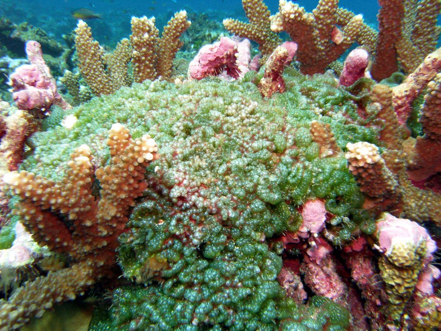 ليس الانسان وحده من يتعامل بمبدا المنفعة العلاقة الحميمة بين البكتيريا و الشعاب المرجانية مثالا