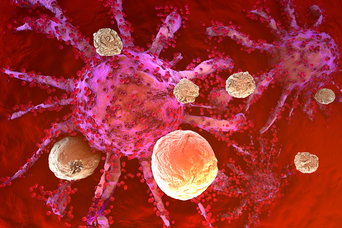 الخلايا التائية السامة للخلايا: تعريفها ووظيفتها وحالات اضطرابها
