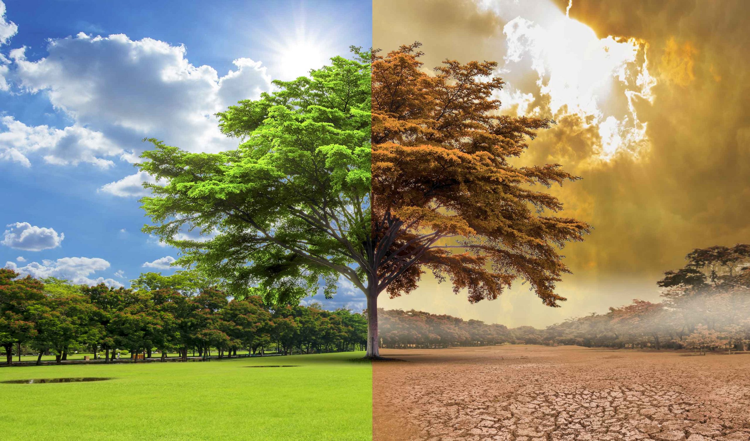 كلما اخضرّ كوكب الأرض، انخفضت وتيرة الاحتباس الحراري - تصدي البشر للاحتباس الحراري عبر زيادة الغطاء النباتي والأشجار على الأرض
