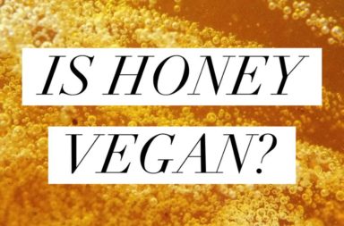 هل العسل غذاء نباتي؟ لماذا يمتنع معظم الخضريين عن تناول العسل؟ الخضريون هل يعتبر النحل من المنتجات حيوانية المصدر؟ - الأطعمة المصنوعة من طريق الحشرات