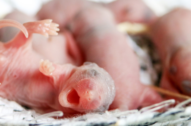 التعديل الجيني على الفئران بينما لا تزال في الرحم استخدام تقنية كريسبر في تعديل جينات ففئران قبل ولادتها أمراض الرئة التعطيل الجيني