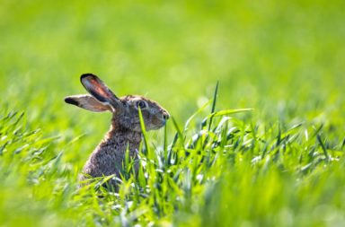 قد ينتقل داء توليري أو حمى الأرانب عبر التماس مع حيوانات مصابة، تكون عادةً أرانب أو قوارض، أو من مصادر الطعام والماء الملوثة بالجرثومة