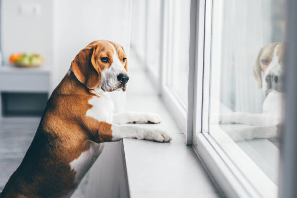 تقنية يابانية جديدة تساعد كلبك الذي يشعر بالوحدة على التحسن