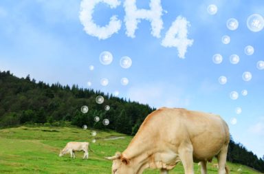 تمكن باحثون من تحديد الاختلافات الرئيسية بين الأبقار التي تنبعث منها كميات أقل من غاز الميثان على نحو طبيعي من المتوسط. الأبقار الميثان