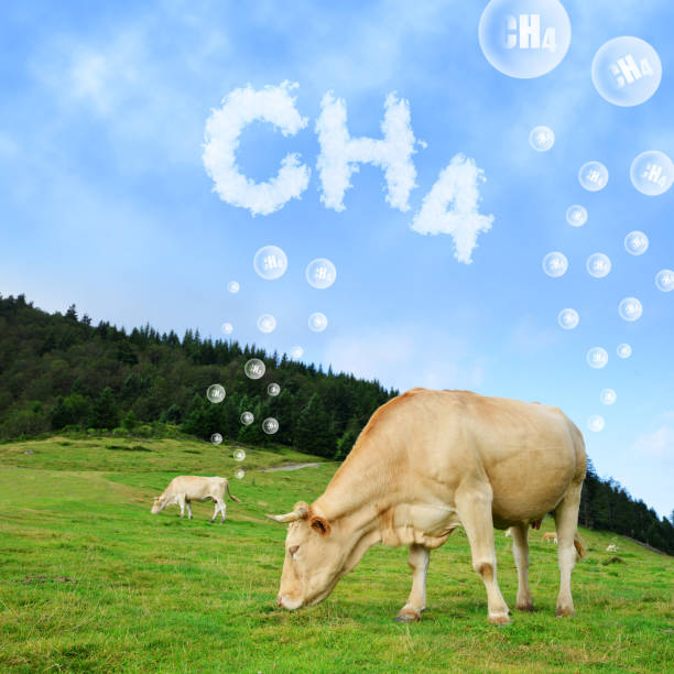 هل يمكننا تربية أبقار تتجشأ كميات أقل من الميثان؟