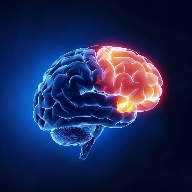 ما وظيفة الفص الجبهي في الدماغ؟