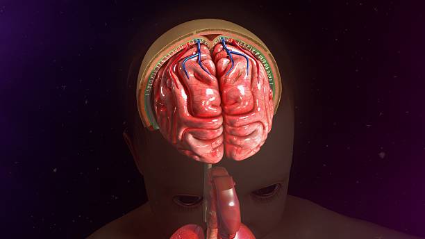 سحايا الدماغ: التشريح والوظيفة
