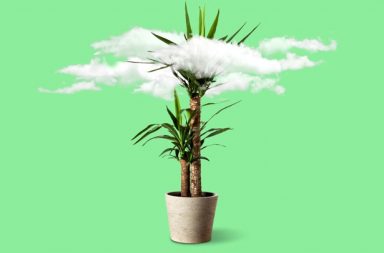 هل تنقي النباتات المنزلية الهواء في بيتك؟ - تؤكد مراجعة ضخمة أن النباتات لا تنقي الهواء في منزلك - ما فائدة وجود النباتات في المنزل