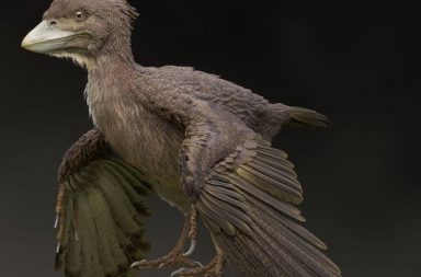 اكتشاف أحفورة تمثل حلقة وصل بين الديناصورات والطيور العصر الطباشيري (الكريتاسي Cretaceous) العصر الجوراسي علاقة الطيور بالديناصورات
