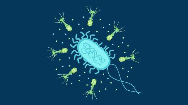 العاثيات: الفيروسات الآكلة للجراثيم