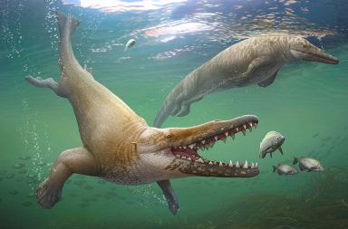 أقدم الحيتان المكتشفة في السنغال كانت تستخدم أيديها للسباحة تاريخ الحيتان التطوري التاريخ التطوري للحيتان الثدييات رباعيات الأرجل