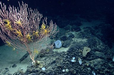 يُقدّم اكتشاف نظام بيئي جديد مختبئ تحت نظام بيئي آخر دليلًا على وجود الحياة في أماكن لا تصدق. ما الذي تخبئة لنا أعماق المحيطات ؟