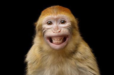 ولادة أول قرد خيمري باستخدام الخلايا الجذعية. يتألف القرد الخيمري من مجموعة من الخلايا التي يعود أصلها لجنينين مميزين وراثيًا من النوع ذاته من القردة.