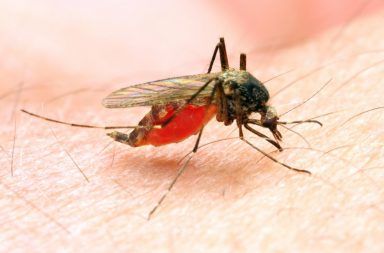 تنتقل الملاريا بواسطة بعوضة الأنوفيليس